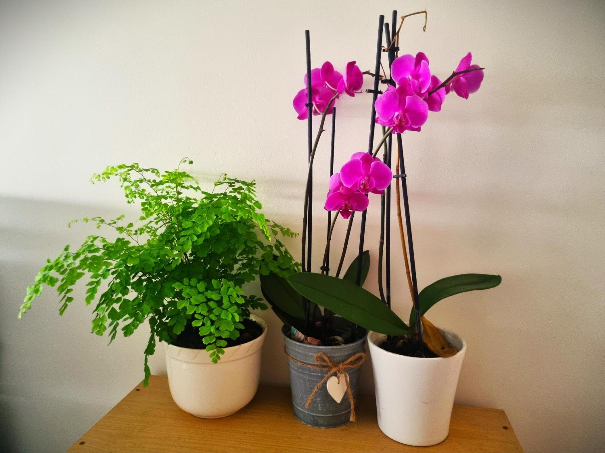 Homestay Superbe A Cles Paris Sartrouville